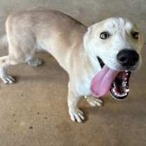 Thumbnail photo of Scout #3