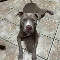 Thumbnail photo of Dax #2