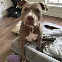 Thumbnail photo of Dax #3