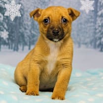 Thumbnail photo of CT Frost #1