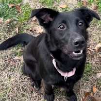 Thumbnail photo of Bear  #1