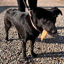 Thumbnail photo of Bear  #3