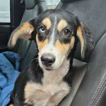 Thumbnail photo of Koda #1