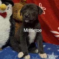 Thumbnail photo of Mistletoe #1