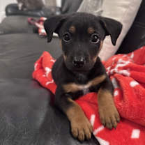 Thumbnail photo of Dudley #1