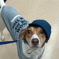 Thumbnail photo of Peanut #1