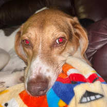 Thumbnail photo of Peanut #2