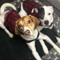 Thumbnail photo of Peanut #4