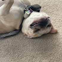 Thumbnail photo of Evie #2