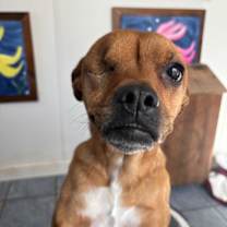 Thumbnail photo of Ainsley * 20 lbs of snuggles * #1