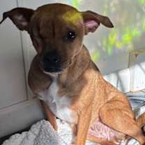 Thumbnail photo of Ainsley * 20 lbs of snuggles * #2