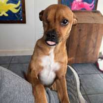 Thumbnail photo of Ainsley * 20 lbs of snuggles * #3