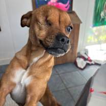 Thumbnail photo of Ainsley * 20 lbs of snuggles * #4