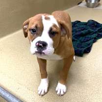 Thumbnail photo of Bubba #1