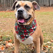 Thumbnail photo of Dixie #1