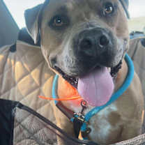 Thumbnail photo of Apollo #1