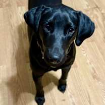 Thumbnail photo of Evie #1