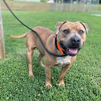 Thumbnail photo of Apollo #4