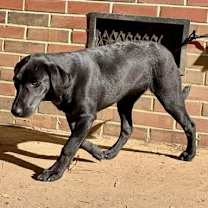 Thumbnail photo of Evie #3