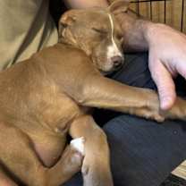 Thumbnail photo of JOY #4