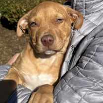 Thumbnail photo of KRINGLE #1