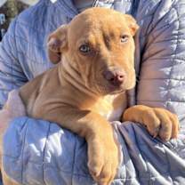 Thumbnail photo of KRINGLE #2