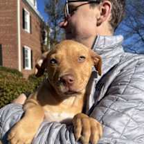 Thumbnail photo of KRINGLE #3