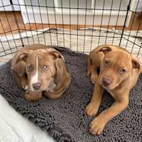 Thumbnail photo of KRINGLE #4