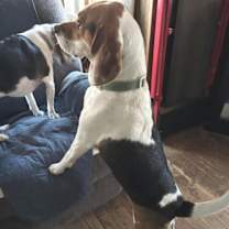 Thumbnail photo of Niko the Beagle #2