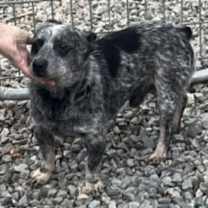 Thumbnail photo of Russell #2