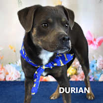 Thumbnail photo of Durian #3