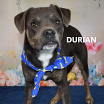 Thumbnail photo of Durian #4