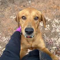 Thumbnail photo of Scoobert #1