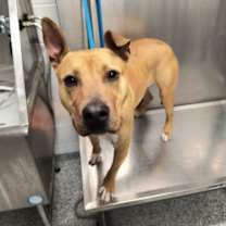 Thumbnail photo of Vixen #1