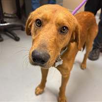 Thumbnail photo of Scoobert #2