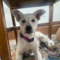 Thumbnail photo of Bunny #2