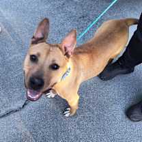 Thumbnail photo of Vixen #2