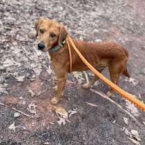 Thumbnail photo of Scoobert #4