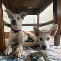 Thumbnail photo of Bunny #4