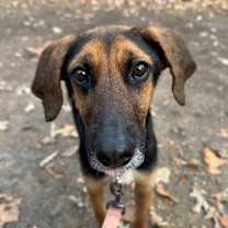 Thumbnail photo of Dawn #2