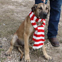 Thumbnail photo of Cheeto #1