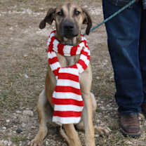 Thumbnail photo of Cheeto #2