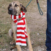 Thumbnail photo of Cheeto #3