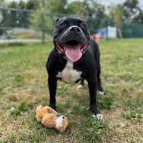 Thumbnail photo of Big Fella Cash #1