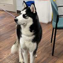 Thumbnail photo of Maximillian #1