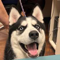 Thumbnail photo of Maximillian #2