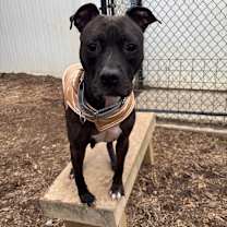 Thumbnail photo of Red #1