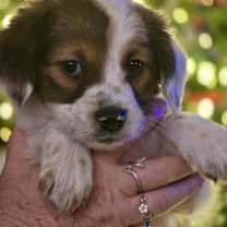 Thumbnail photo of Cindy Lou #1