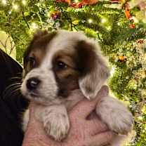 Thumbnail photo of Cindy Lou #3