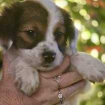 Thumbnail photo of Cindy Lou #4